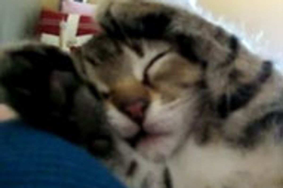 Purring Sleepy Kitty