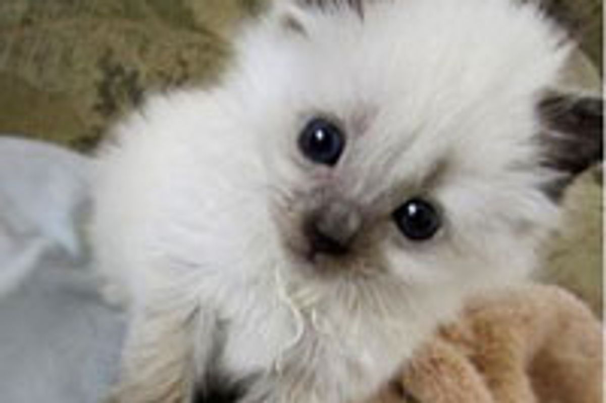 Sophie the Little Fighter