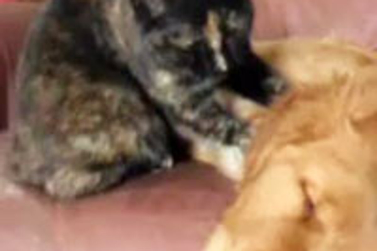 Kitty Gives Doggie Buddy a Neck Massage