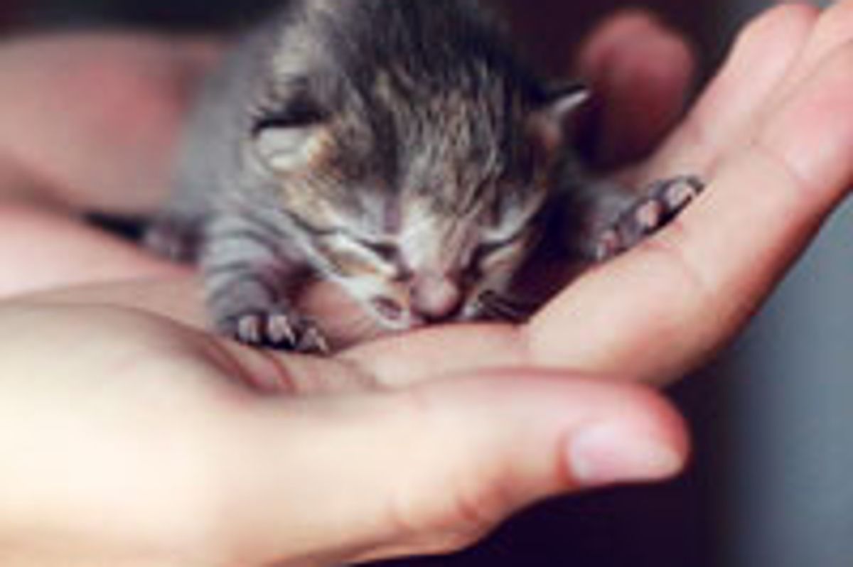 The Little Bundle of Joy