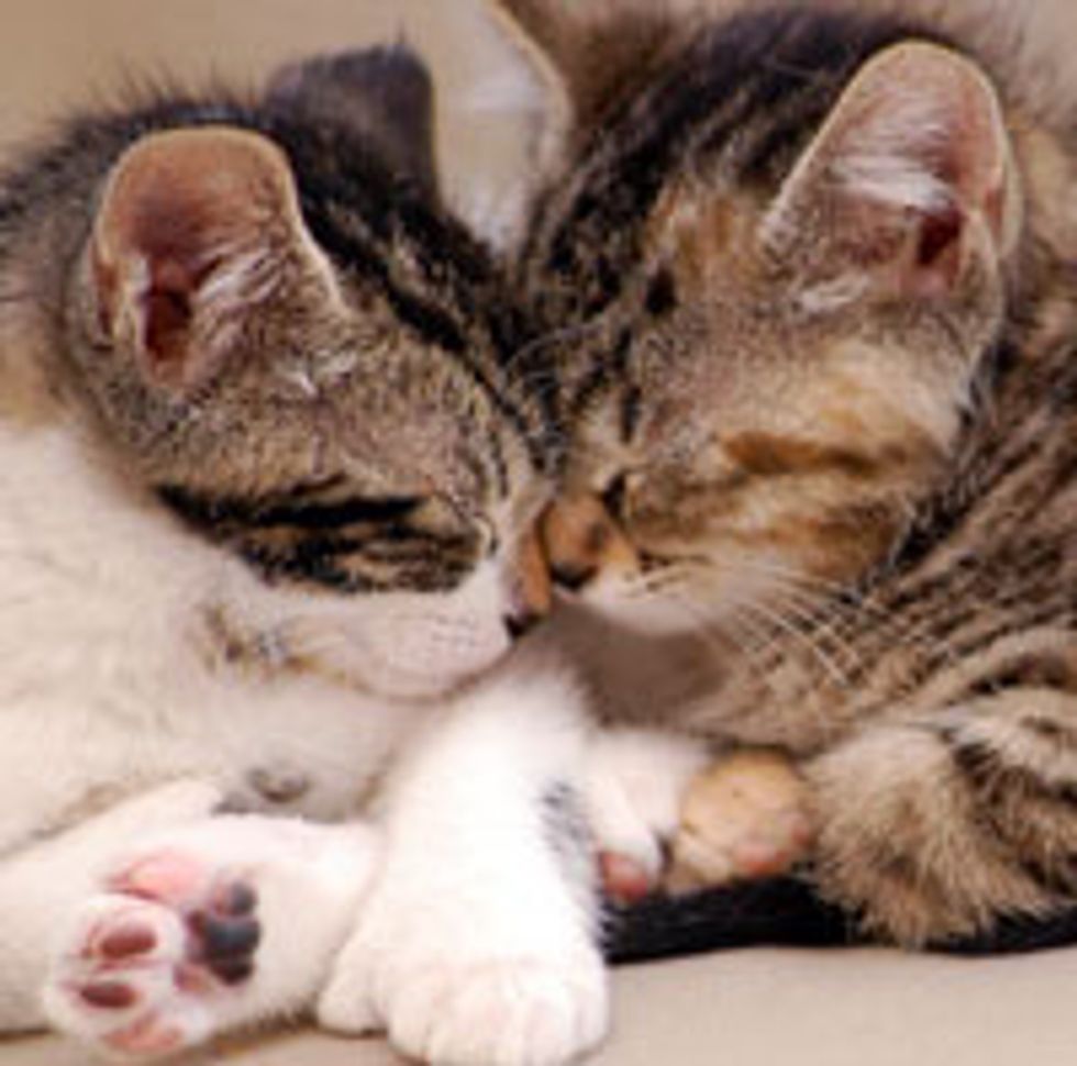The Sweetest Kiss