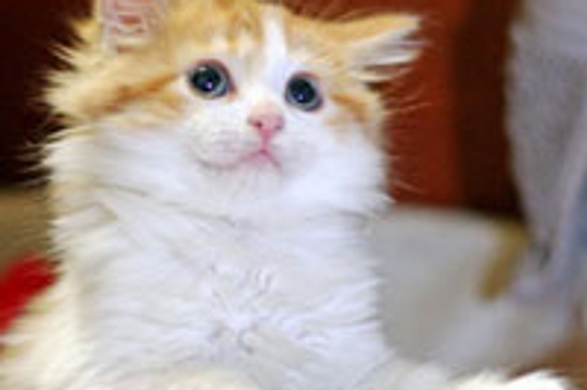 Tigger the Cuddly Furry Furiend