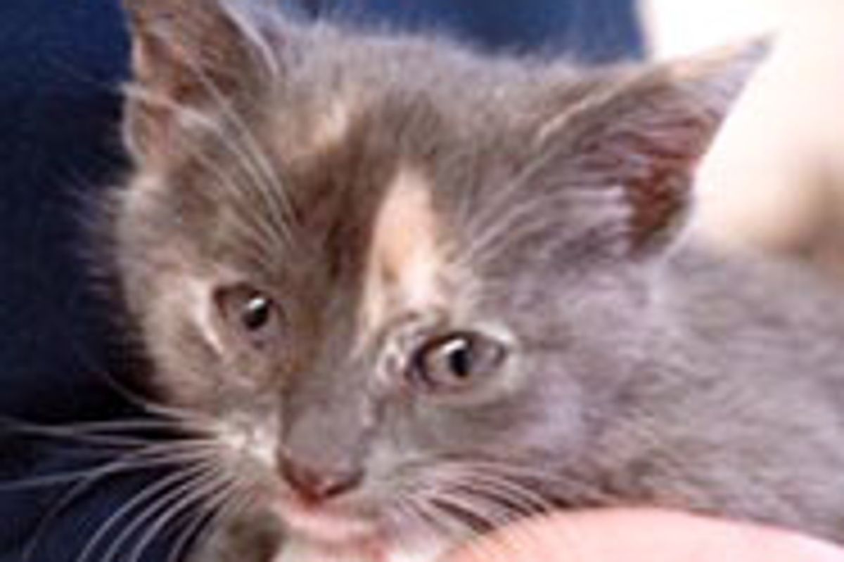 Firefighters Rescue Kitten From Rusty Pipe