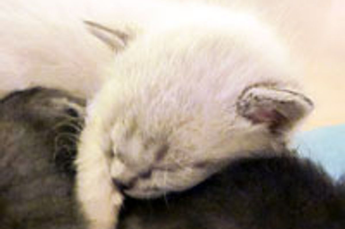 Nanuk the Hug Machine