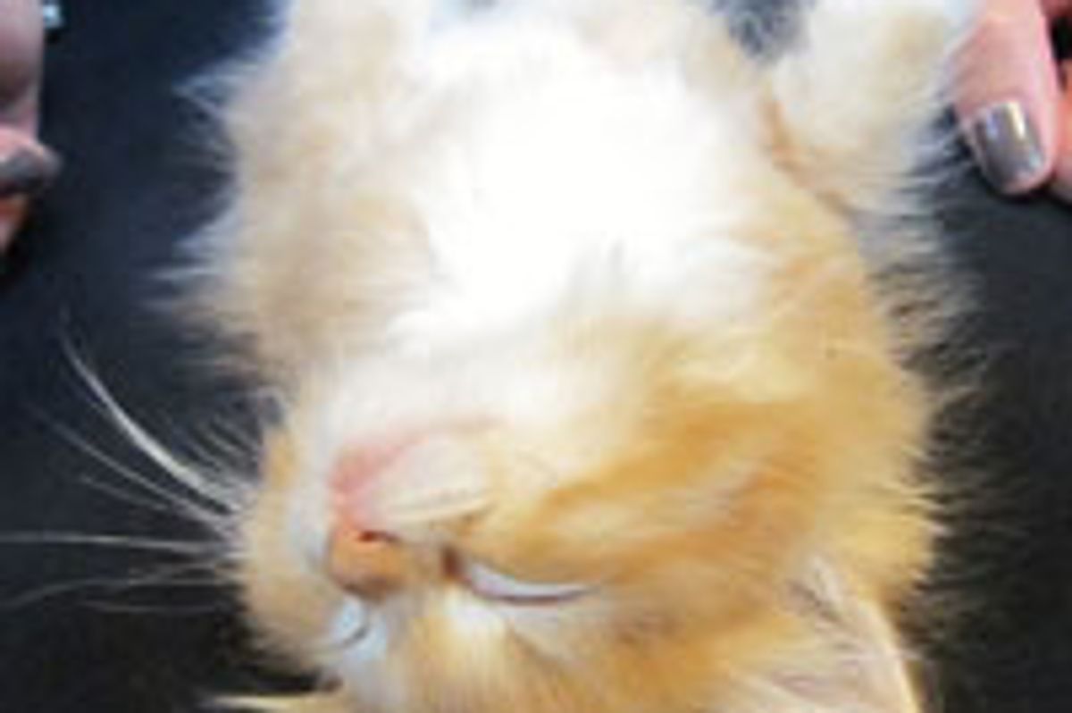 Kitty Catching Some Zs