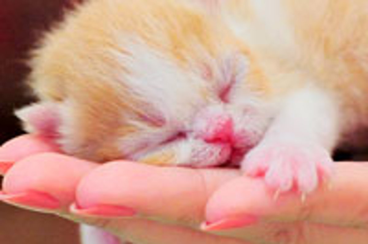 Precious Bundle of Joy