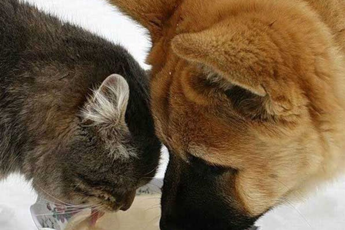 True Friends Always Have Each Other