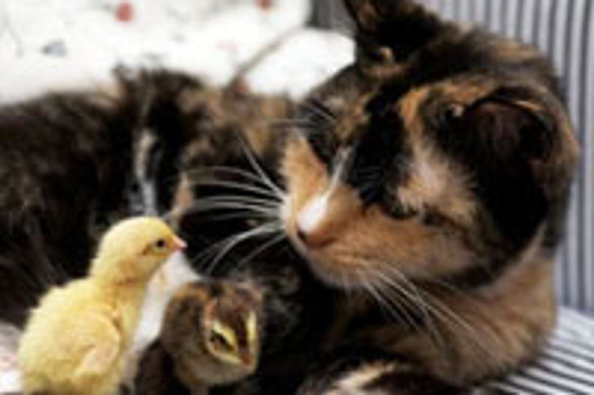 Cat Becomes Mom to Newly Hatched Chicks