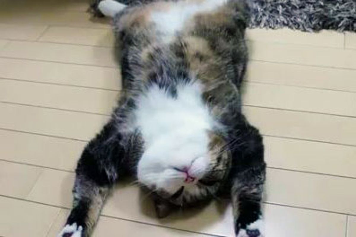Exhausted Maru