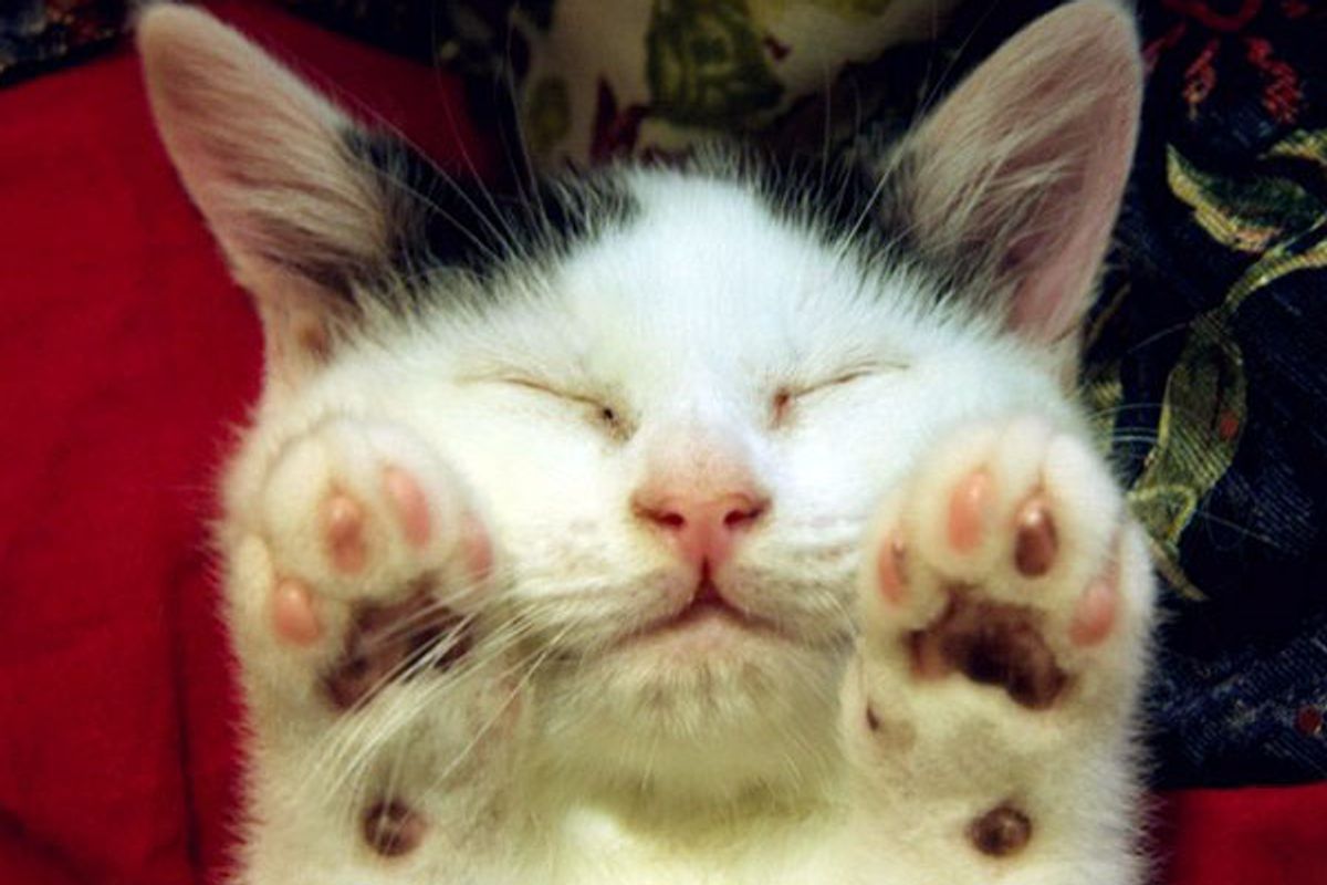Sweepy Kitty