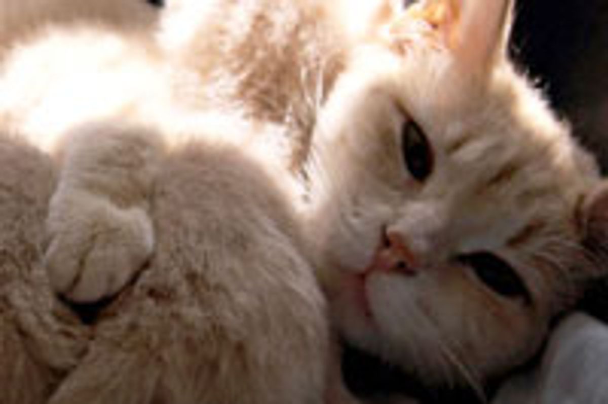 Feral Kitty Family Got a Second Chance