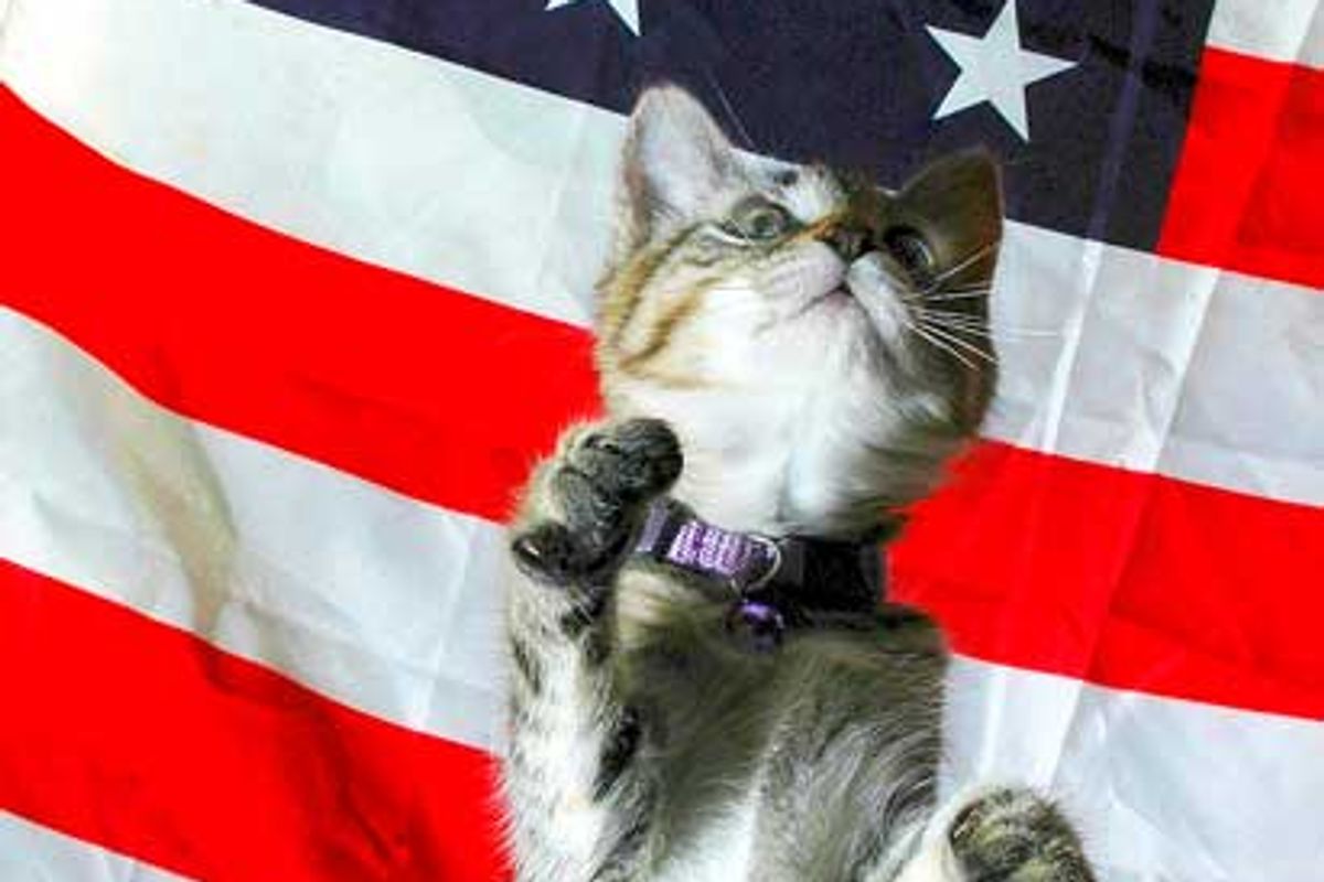 Meow! Happy 4th of July!
