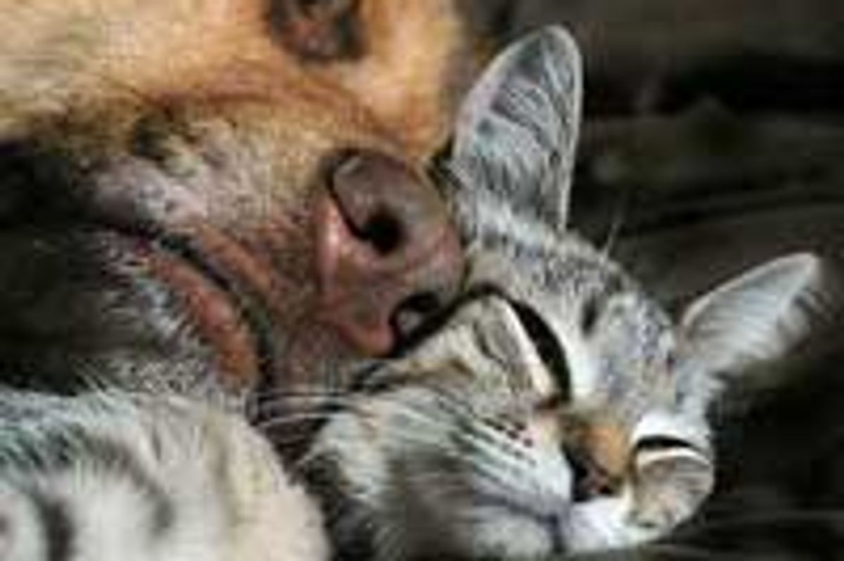 Rescue Kitty Finds Motherly Love from Doggie Friend