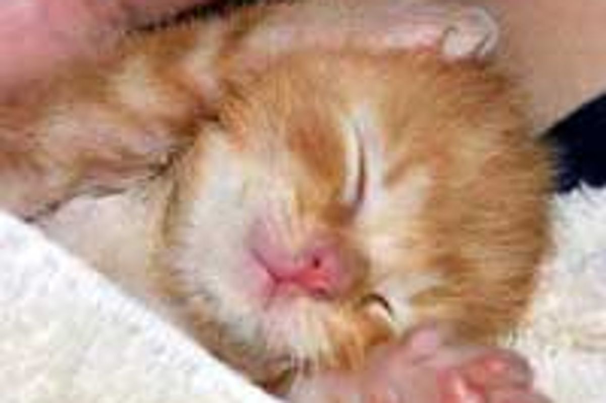Scooter the Ginger Rescue - Look How Far He's Come