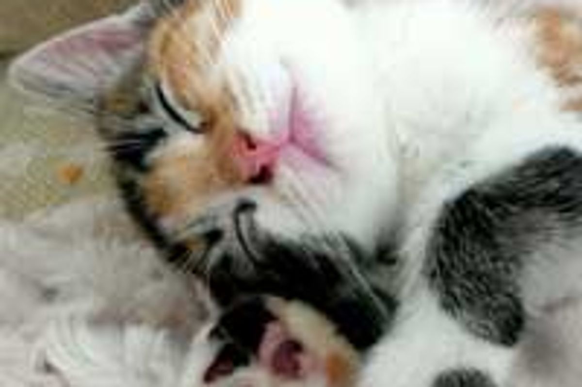 Nala the Calico Finds Love and Home