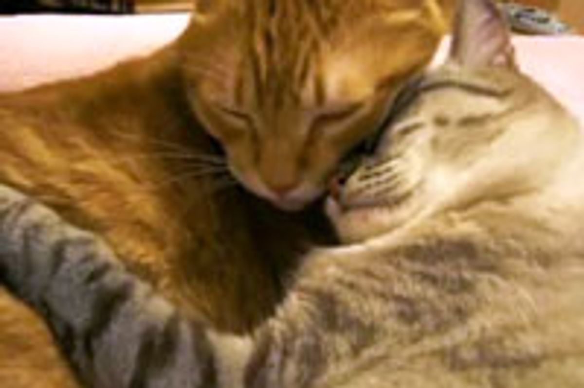 A Hug for My Best Friend