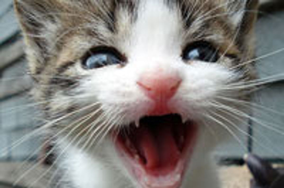 Owen the Kitty Finds Happiness