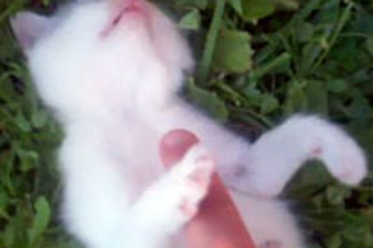 Happy Kitty Maestro Gets Belly Rubs