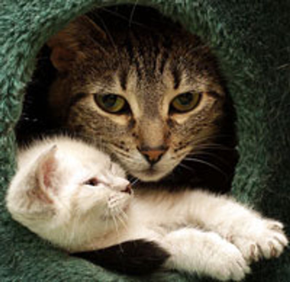 Inseparable Furiends