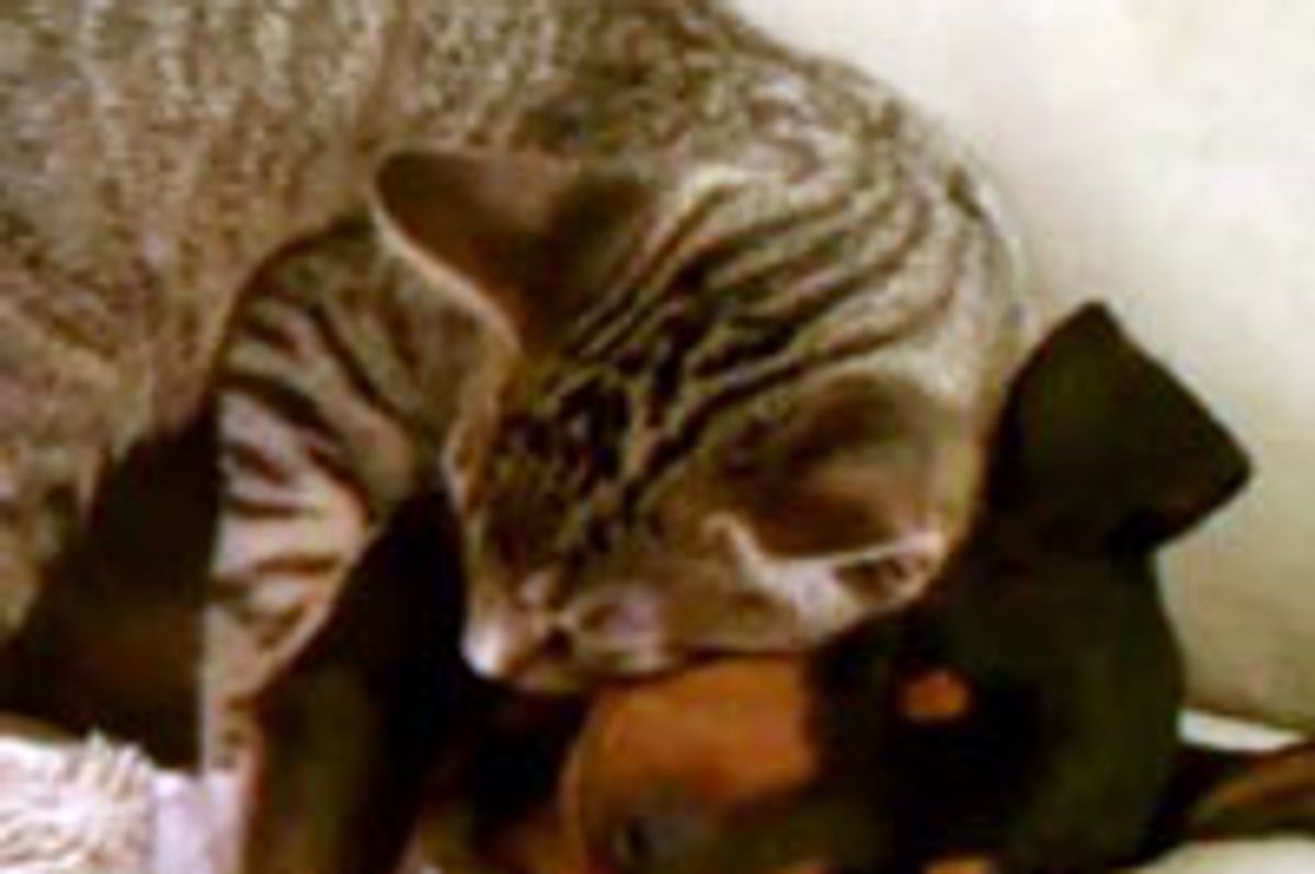 Kitty Takes Care of Puppy