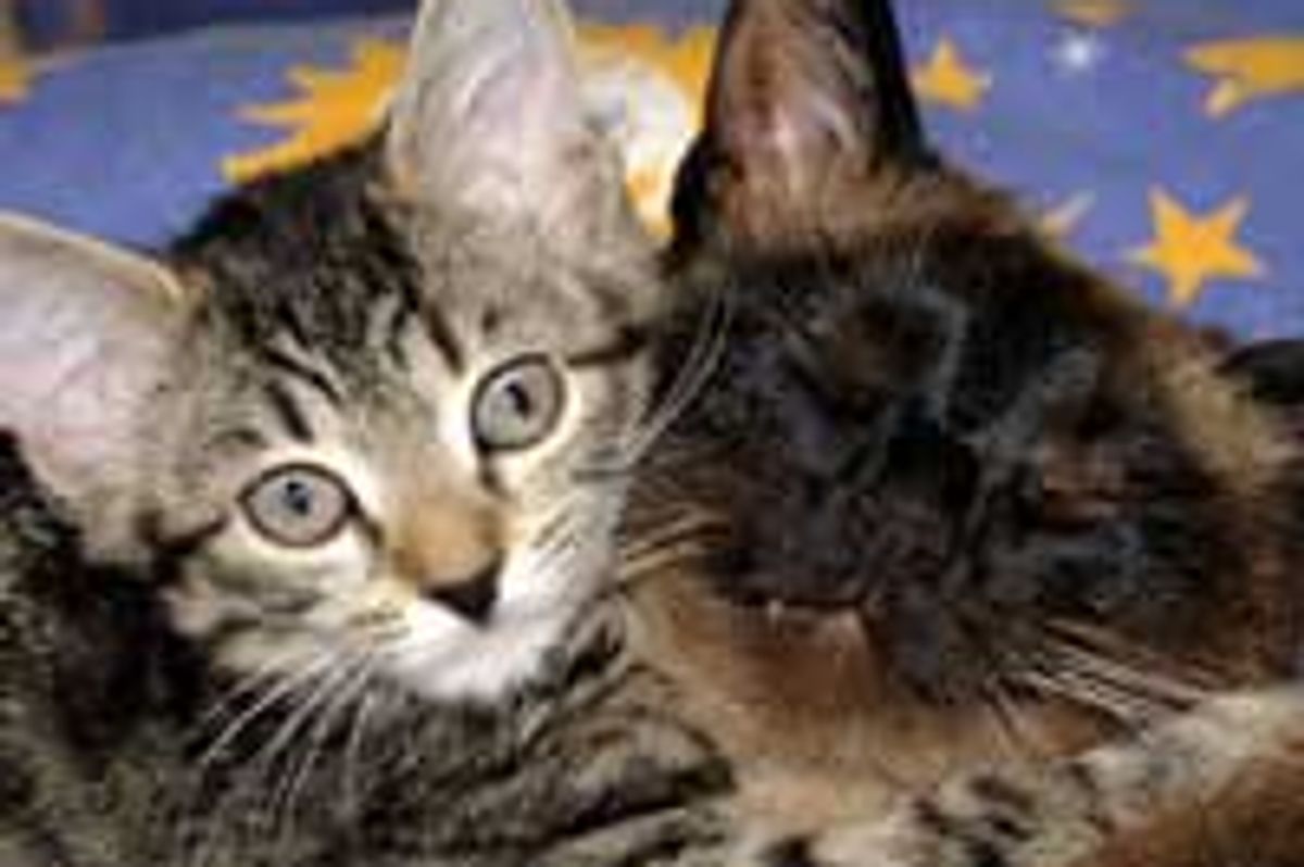 A Friend to Cuddle With