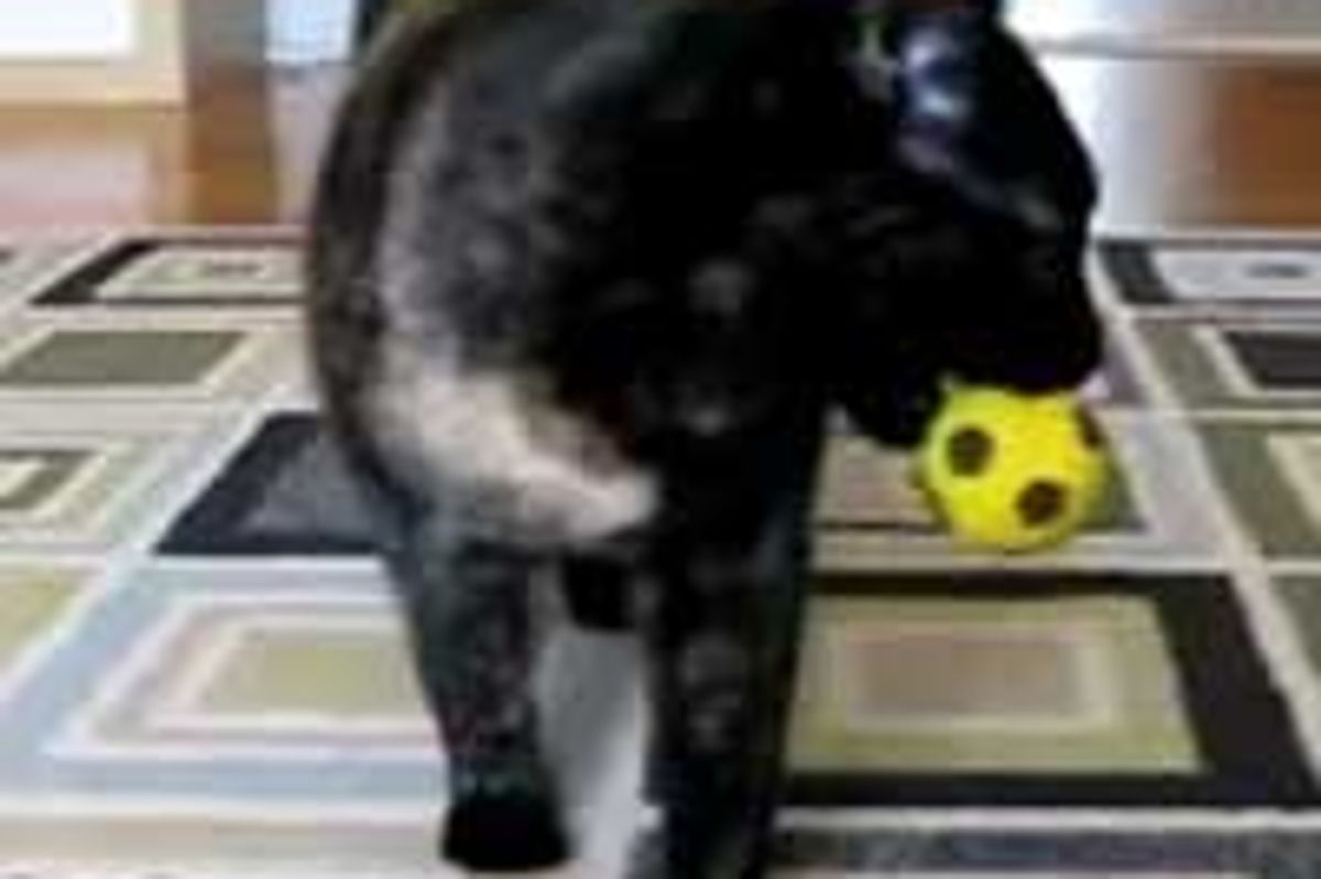 Tortie Kitty Plays Fetch
