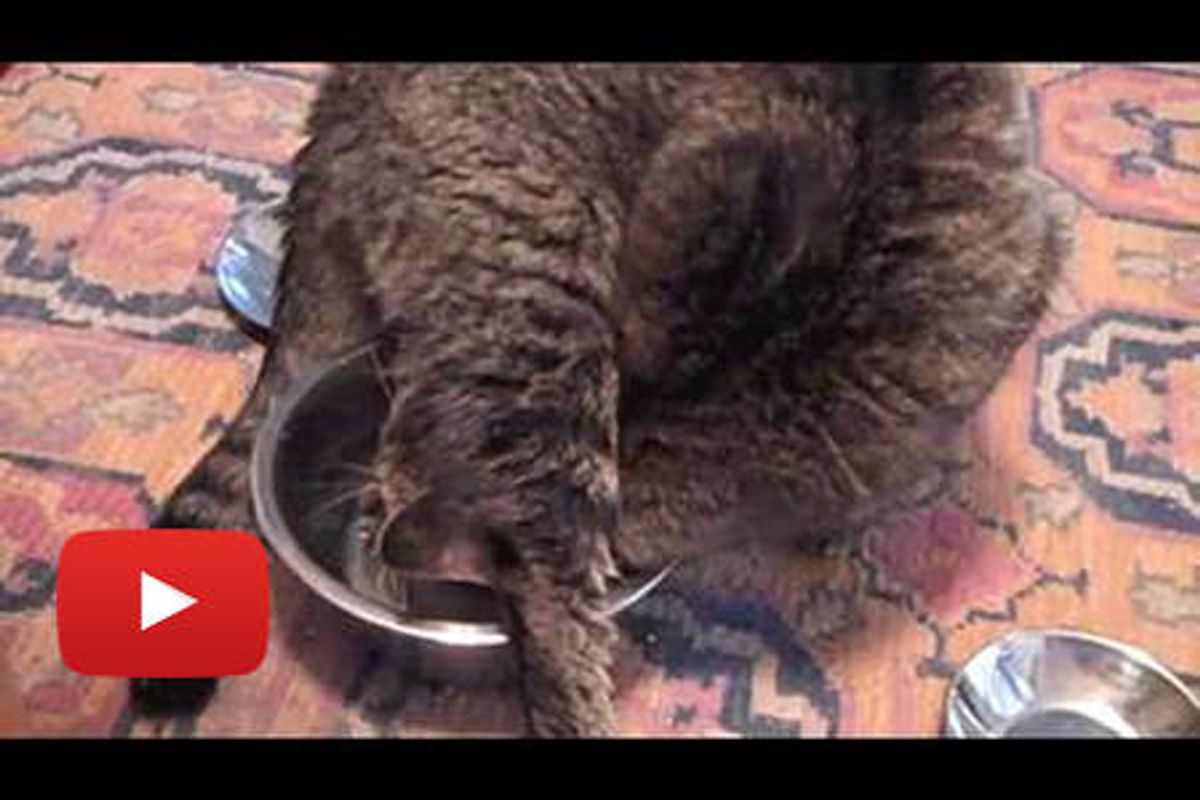 Kitty Drinks Water Like a Contortionist