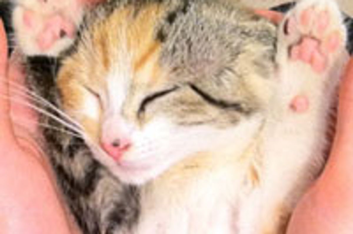 Irresistible Calico Cuteness