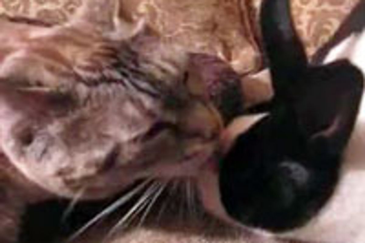 Kitty Gives Bunny a Bath