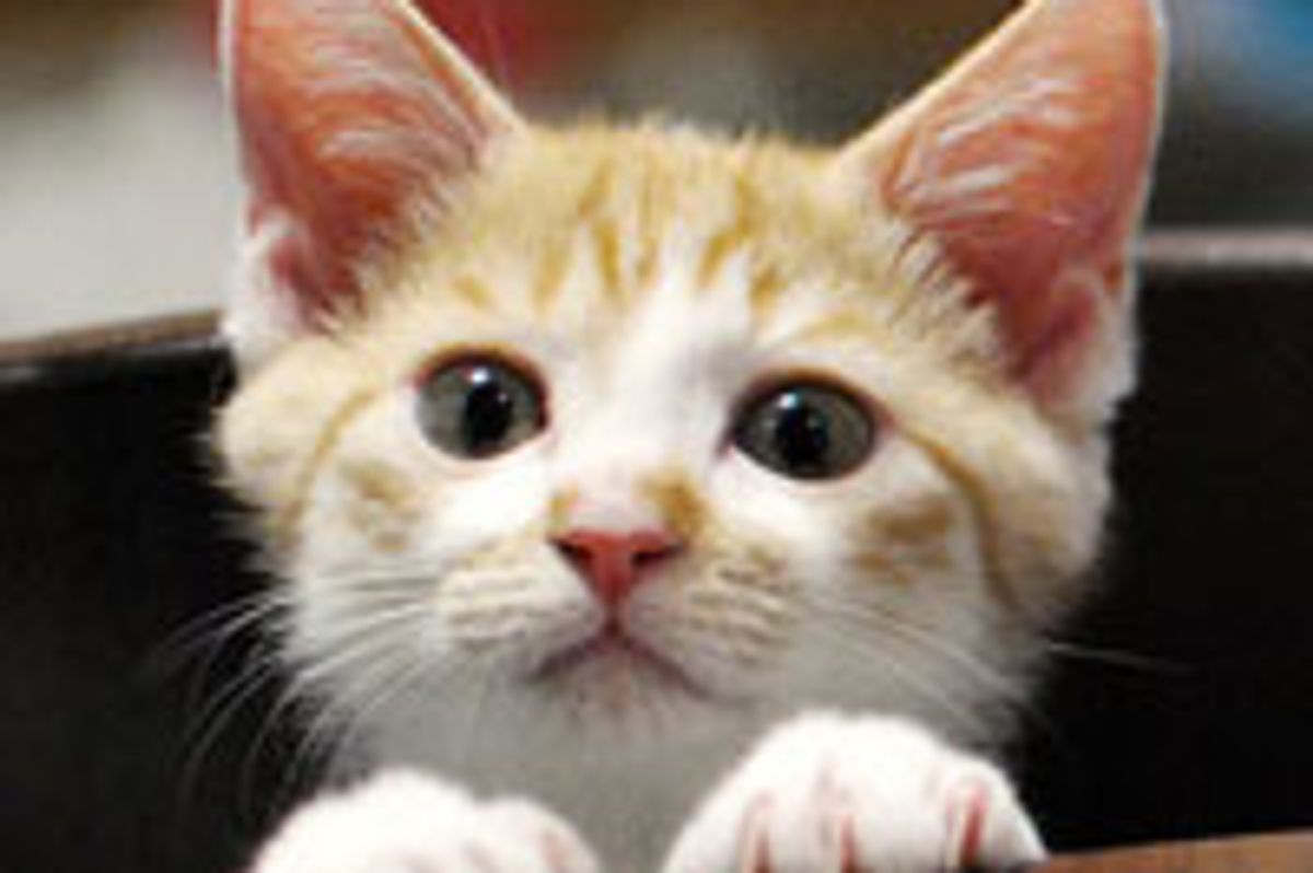 Mischievous Kitten, Kotetsu