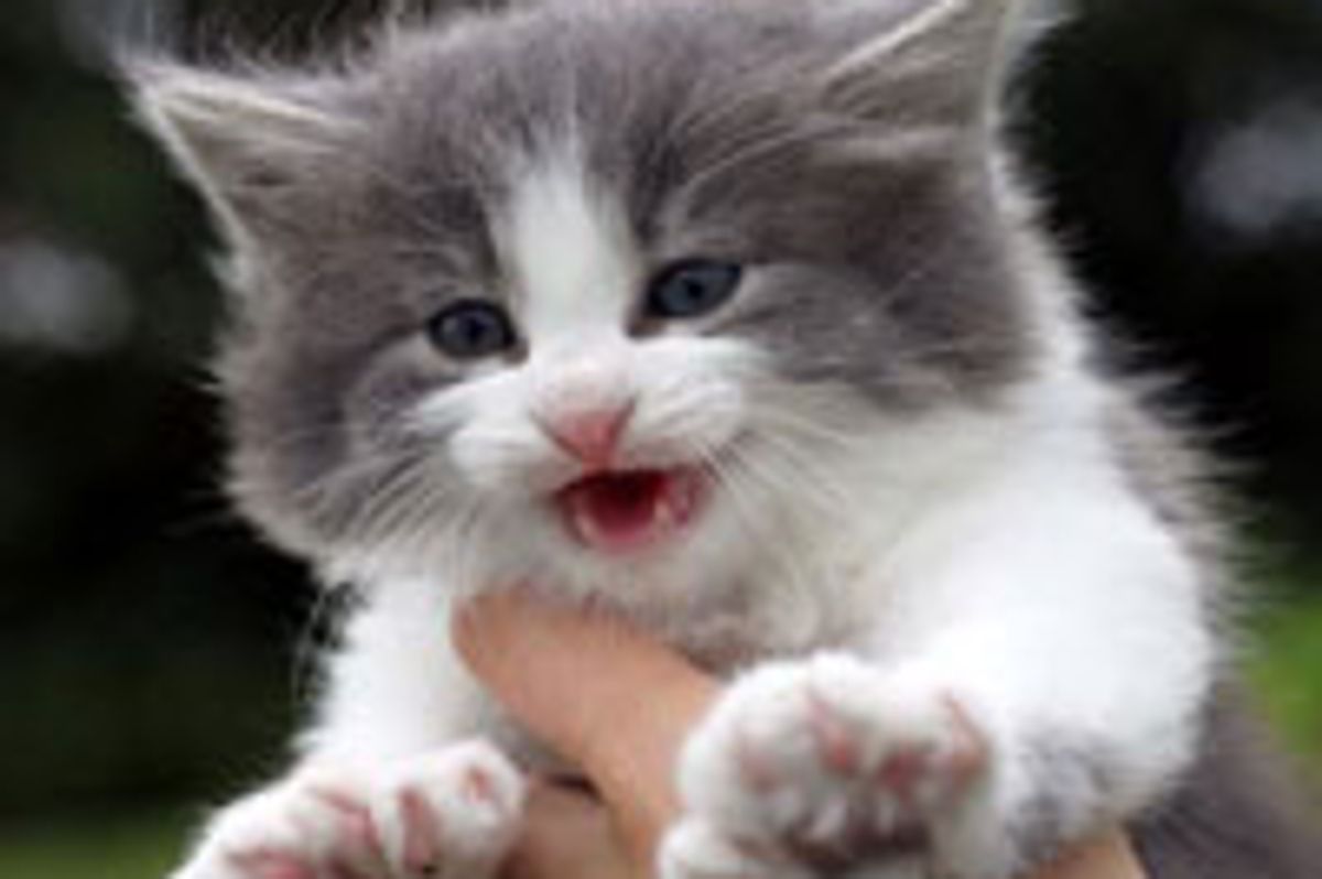 Poly Foster Kitty Now and Then