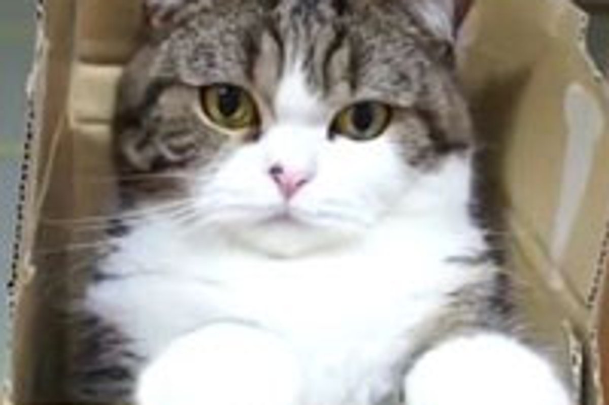 Maru Plays in a Box