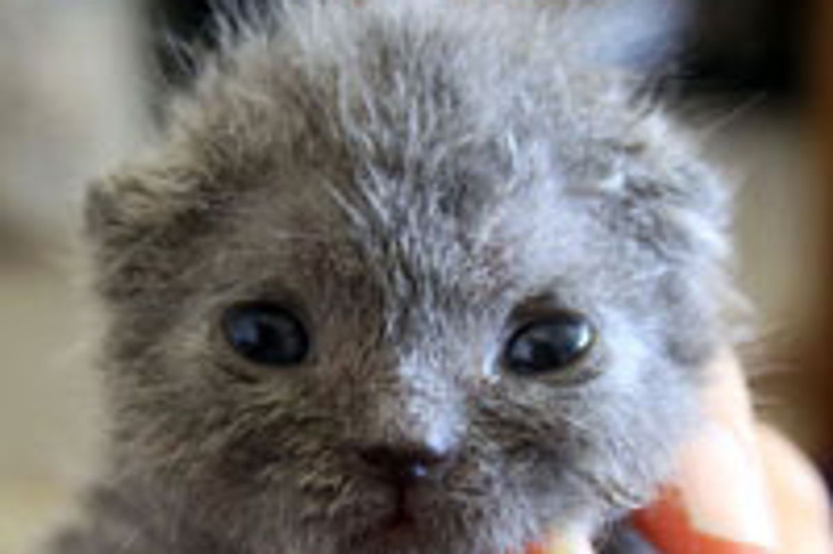 Pink the Little Furry Fighter