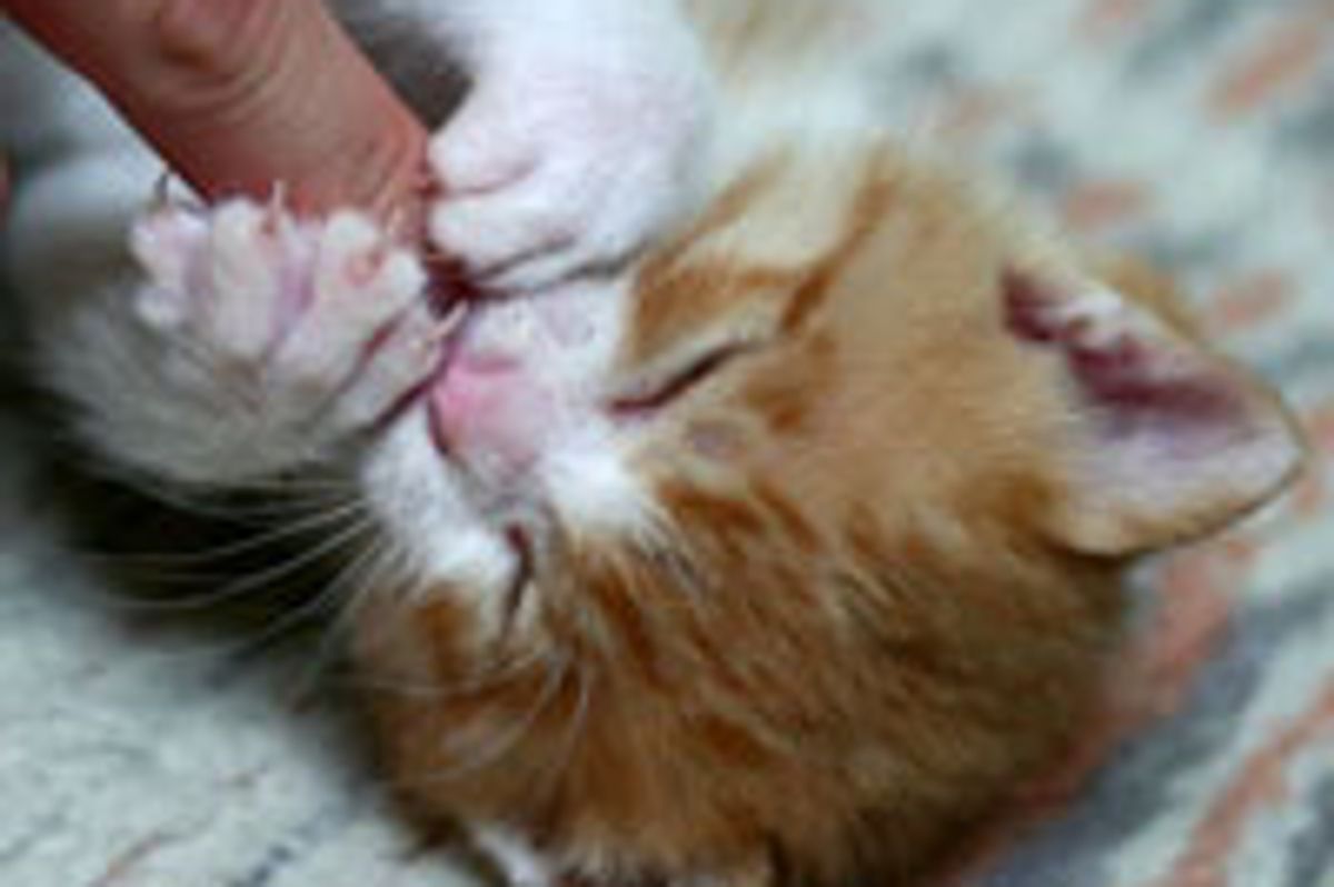 Kitty with a Big Sleepettite