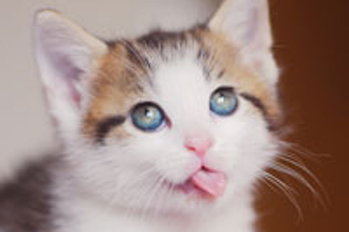 Totally Irresistible!