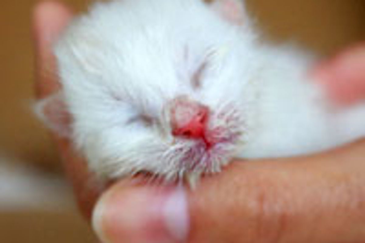 Little White Rescue Kitty Found Happiness