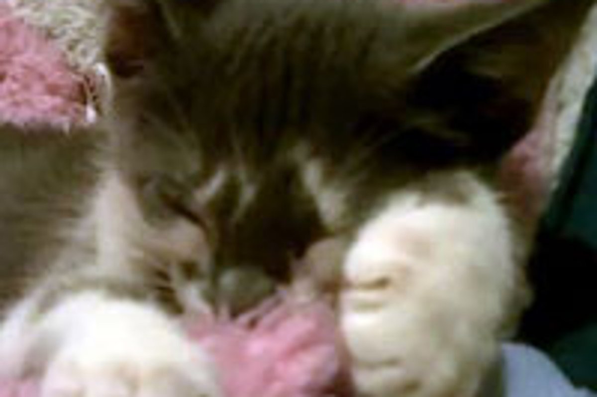 Kitty Interrupted by a Nap