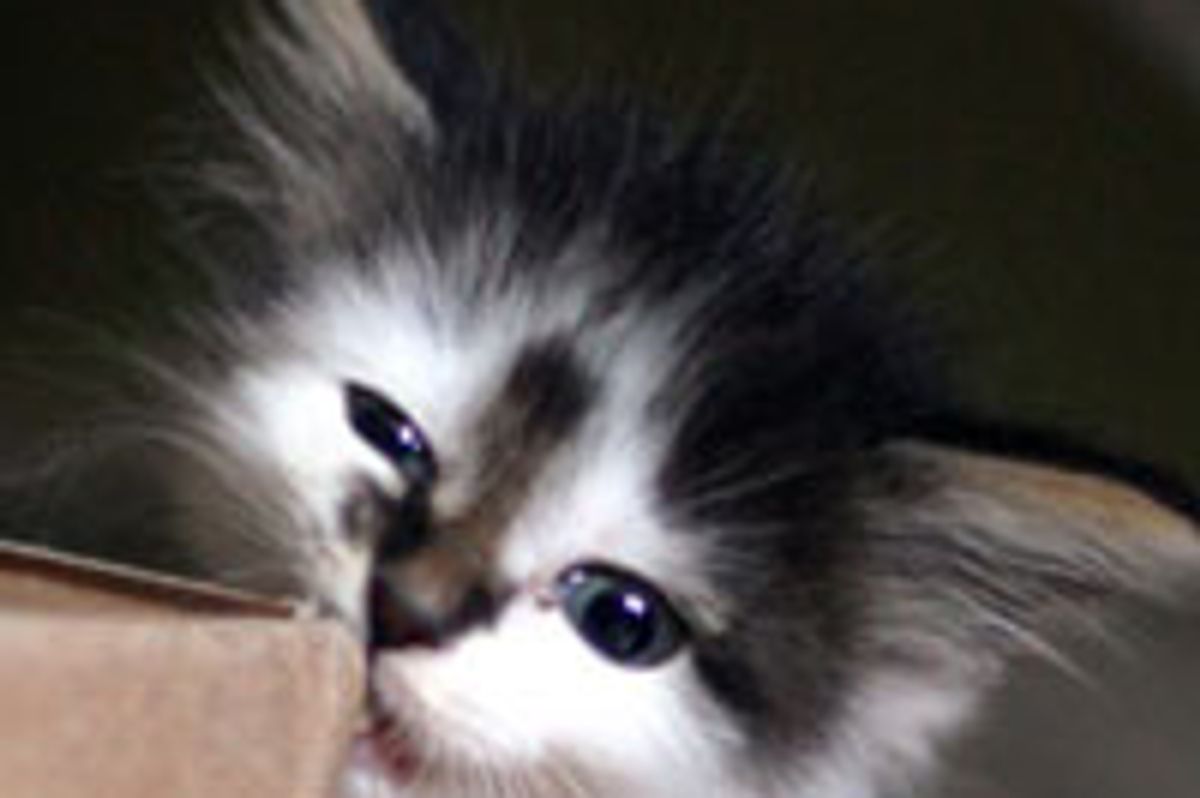 Tiny Kitten with a Big Heart