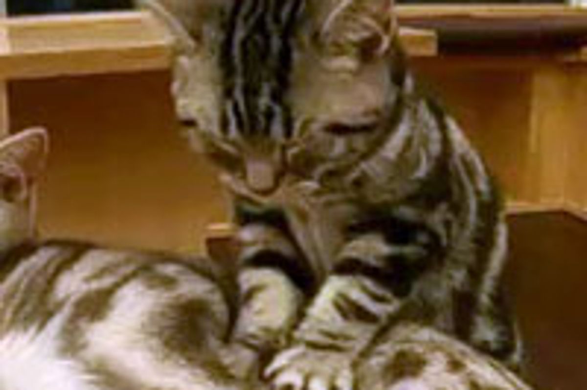 Sleepy Kitty Masseuse