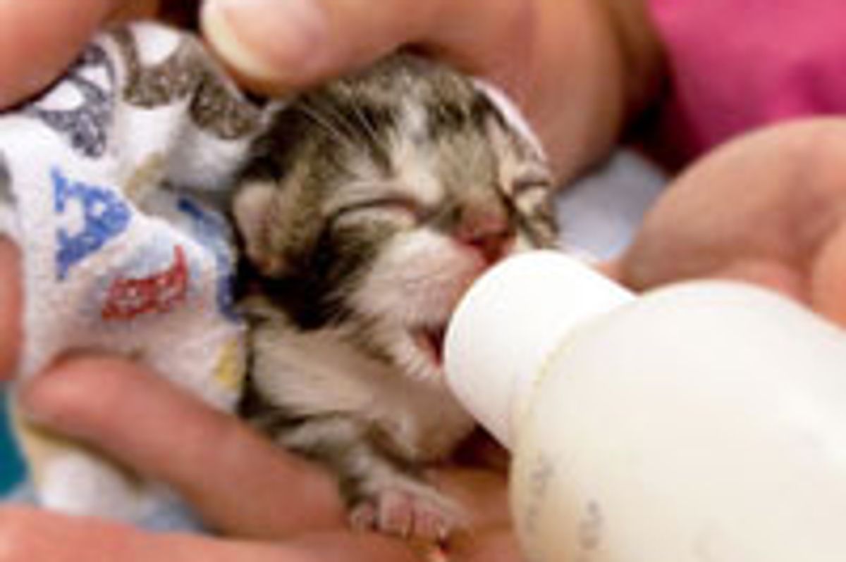What Makes a Kitty Happy