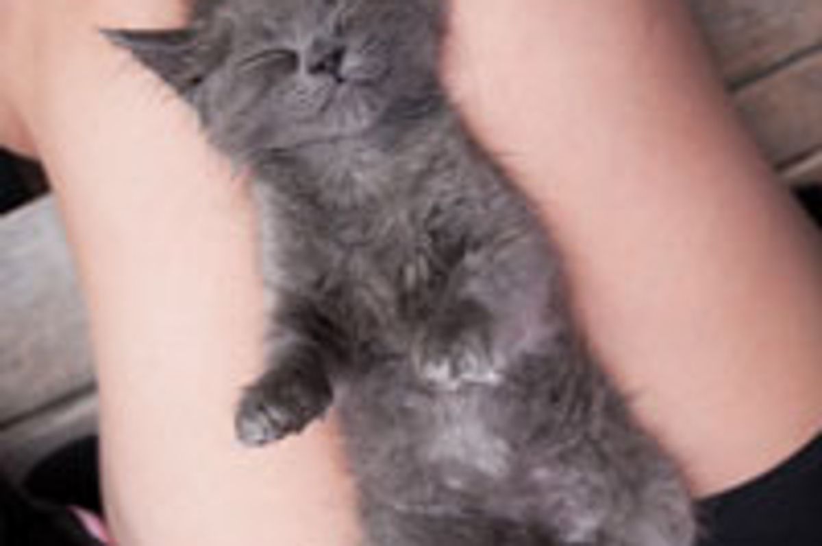 Ty, the Sweet Furry Dreamer