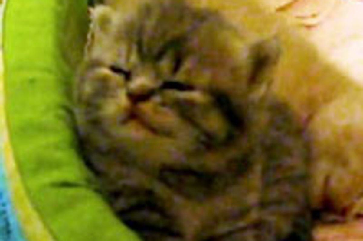 Cute Kitty Getting Sleepy Zzz...