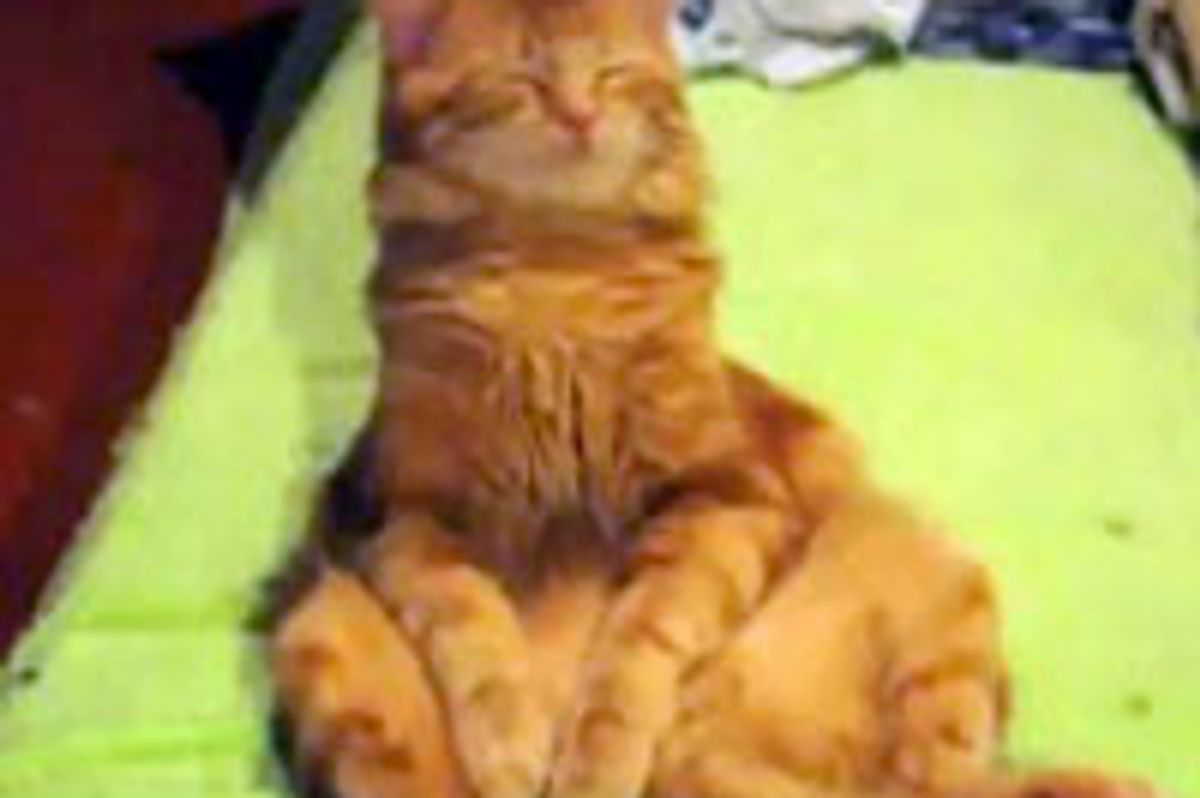 Sweet Kitty Dozes off While Sitting Up