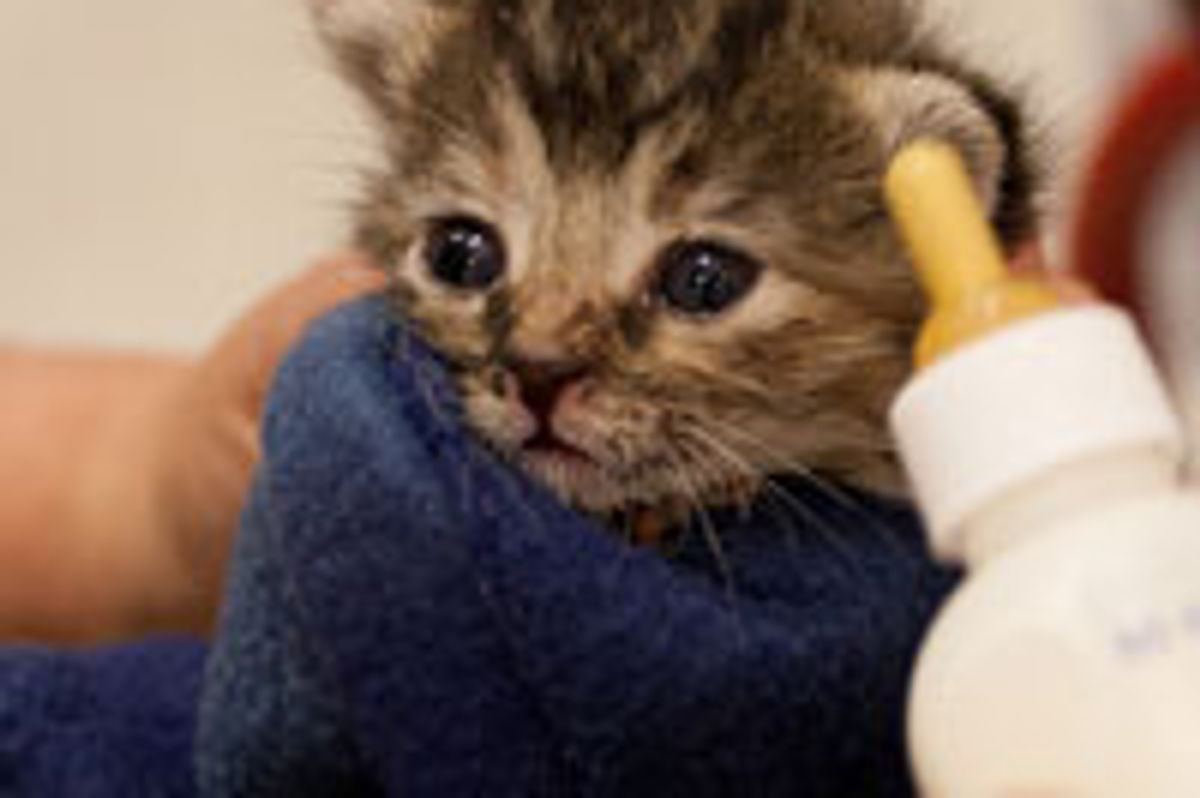 Tiny Bottle Kitten