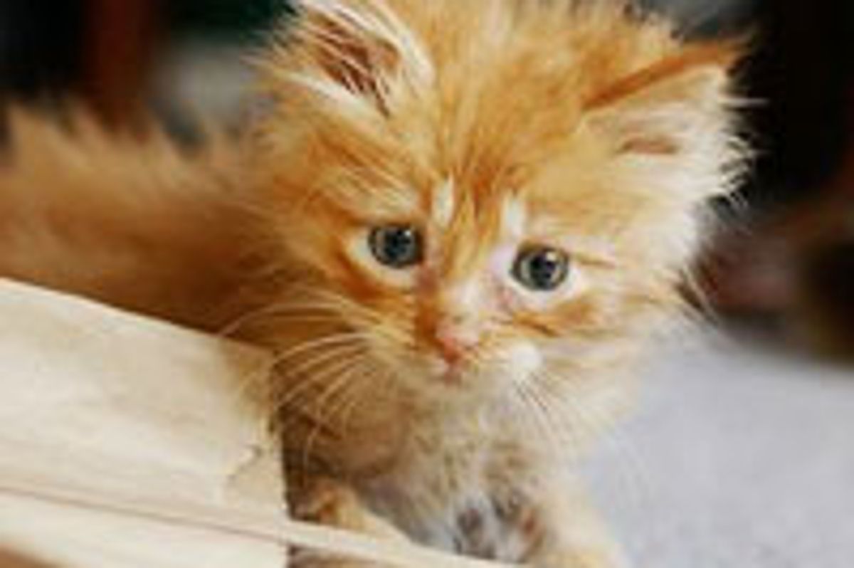 Barney the Einstein Kitty