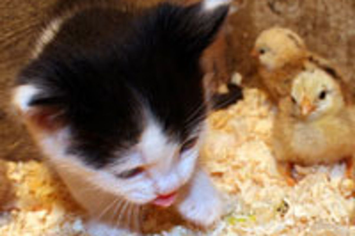 Kitten and Chicks