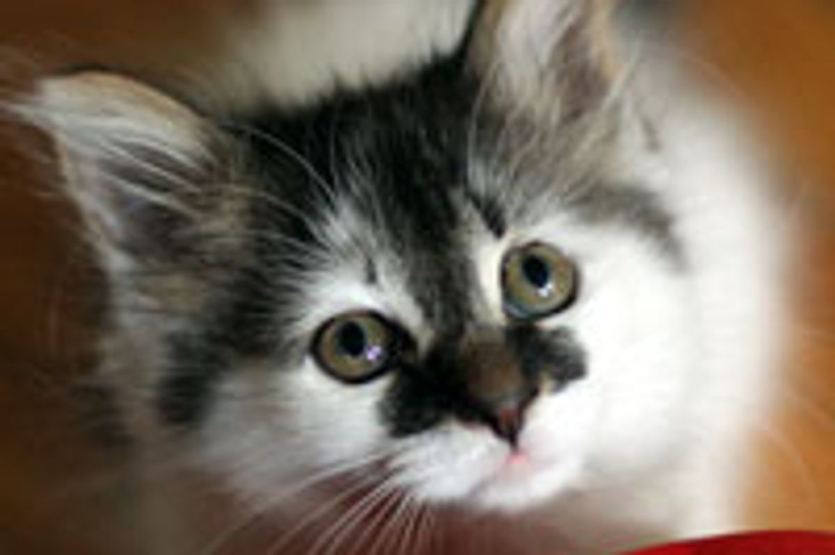 Cow Kitty with Purrfect Nose Smudge