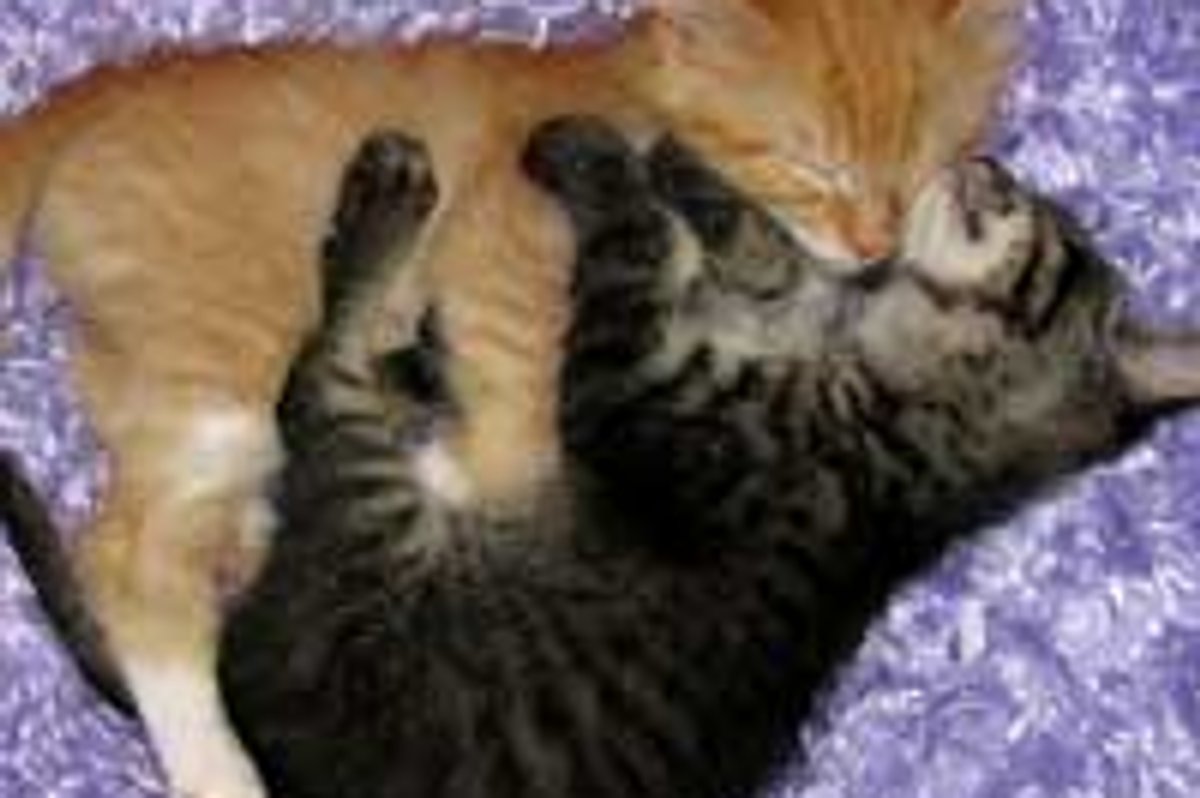 Napping into a Cuddle