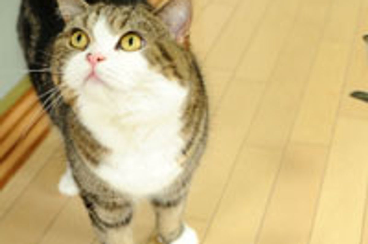 Maru Calls for Attention