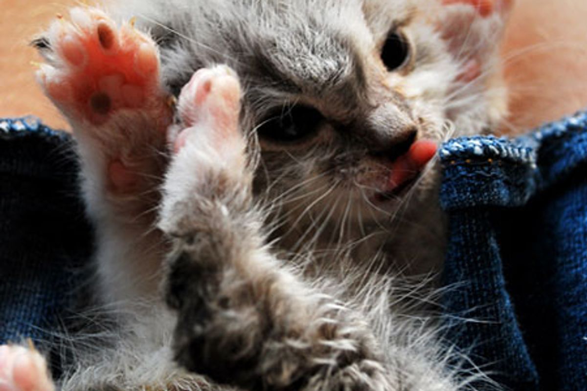 Russell the Teeny Tabby and Huge Lovebug